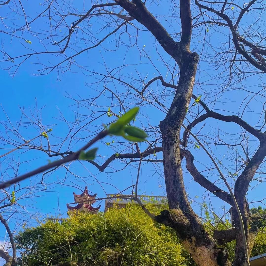 陈小华茶庄