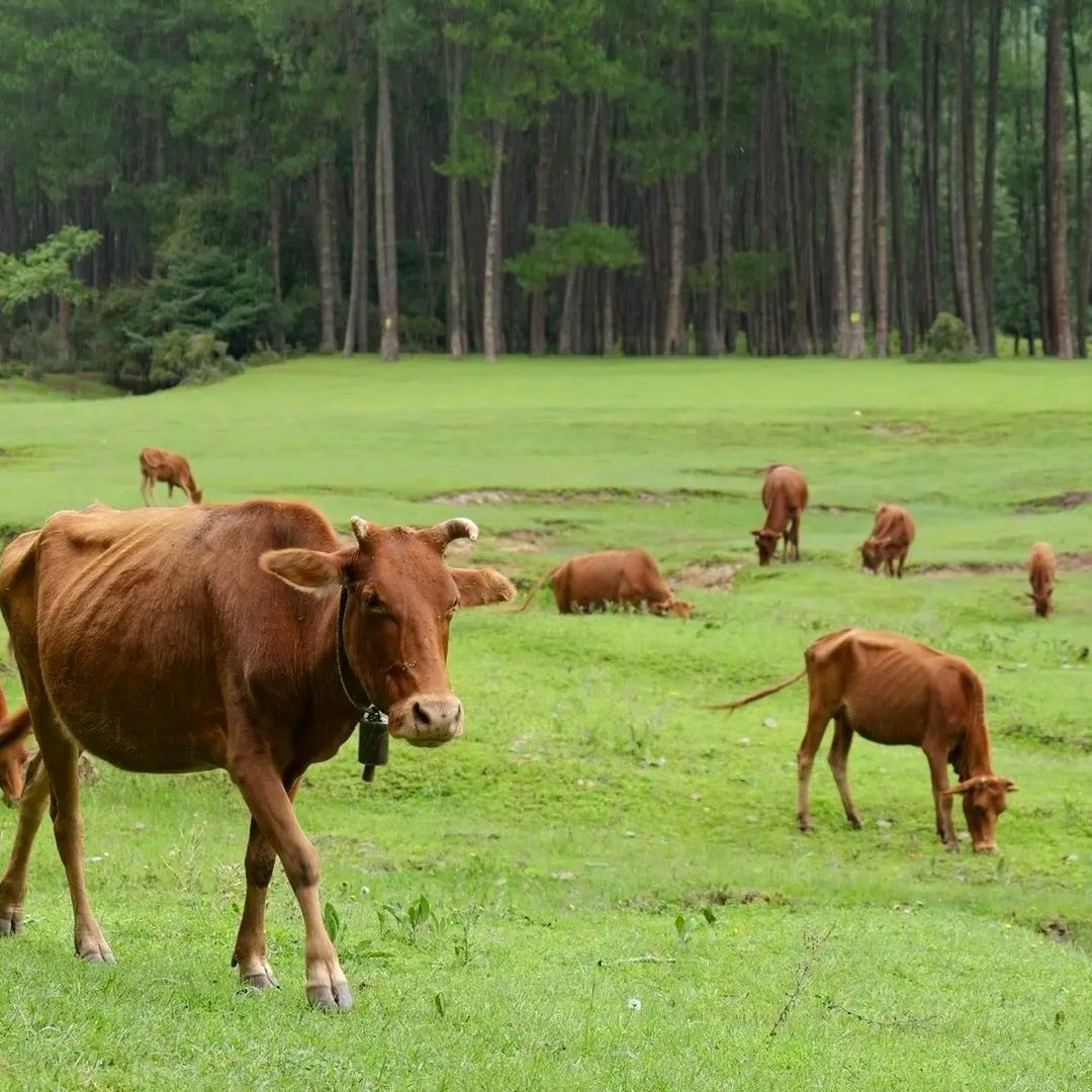 孟连牛肉阿弟🐮