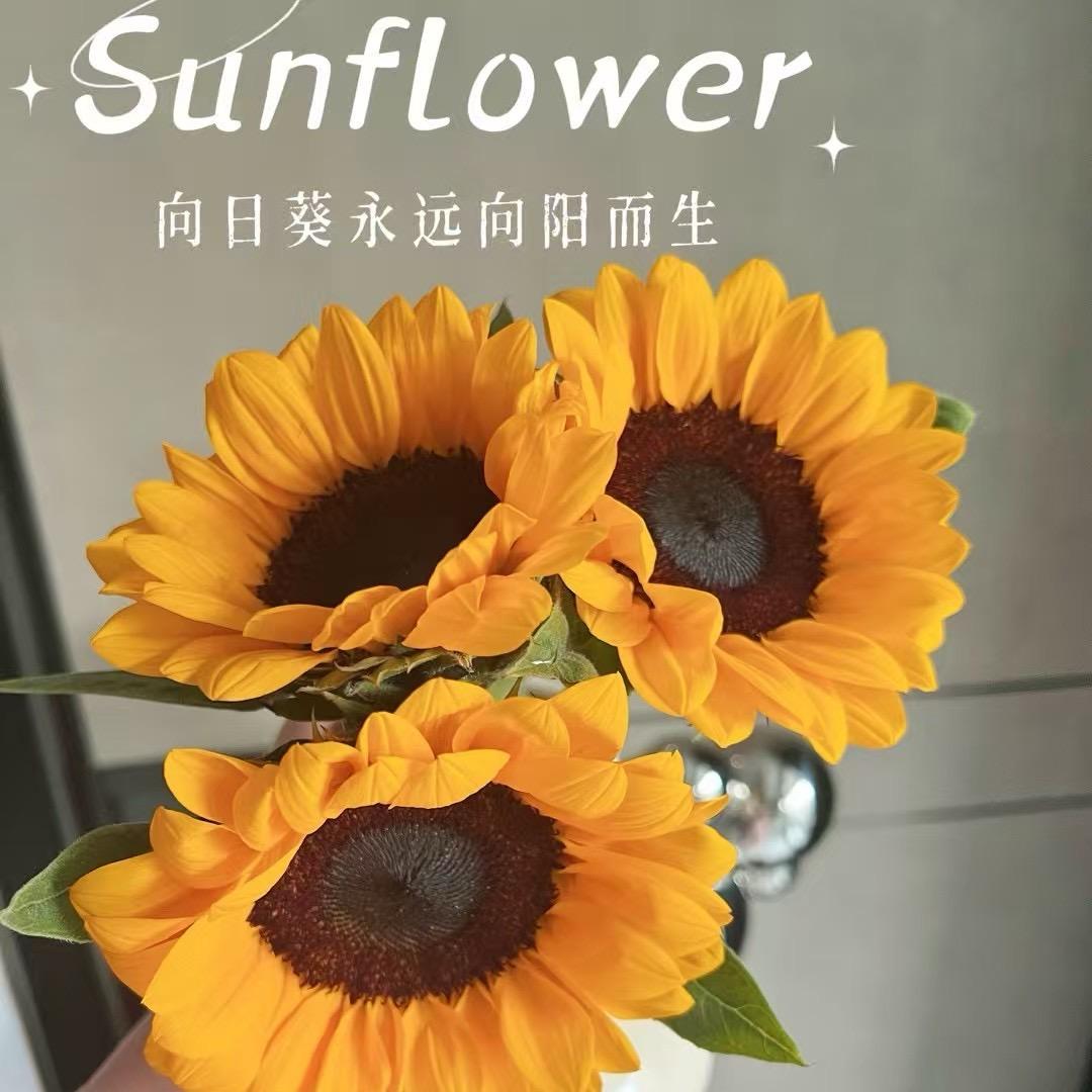 哈哈姜