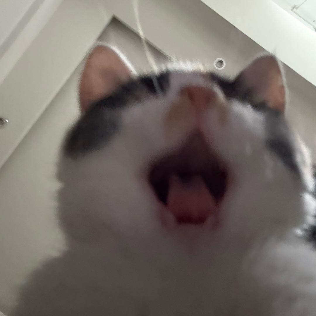 一鸭一鸭哟
