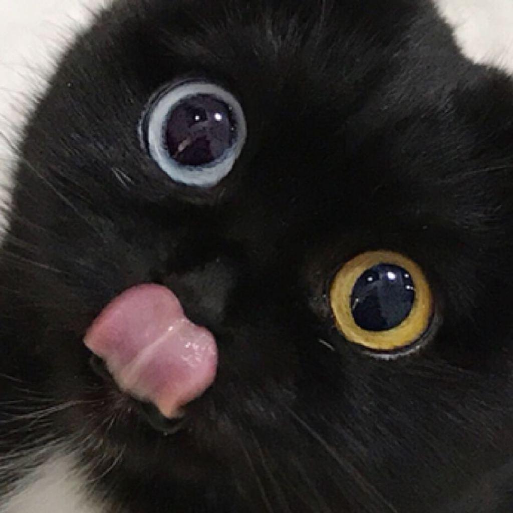 stinkCrabb
