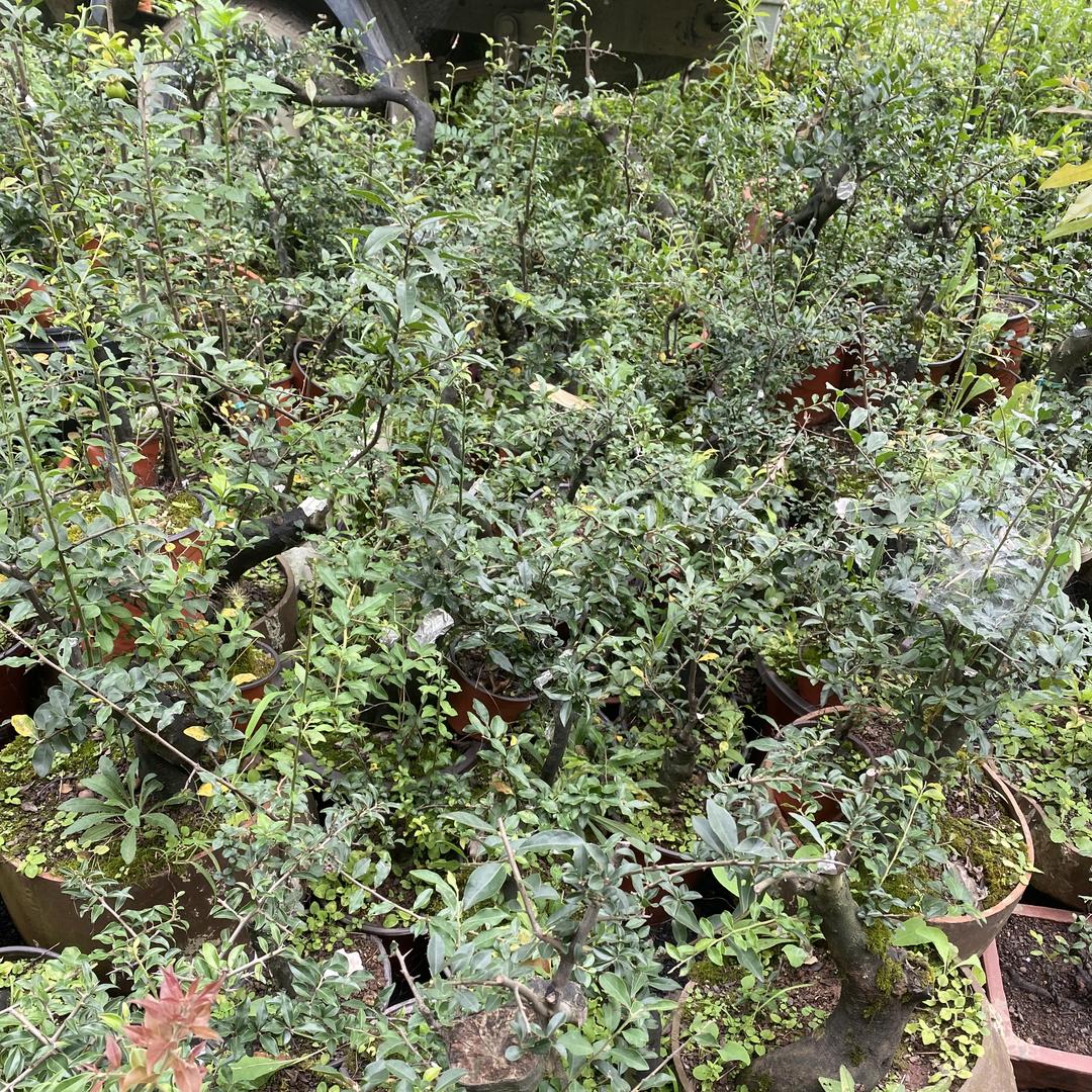 山沟沟金弹子盆景