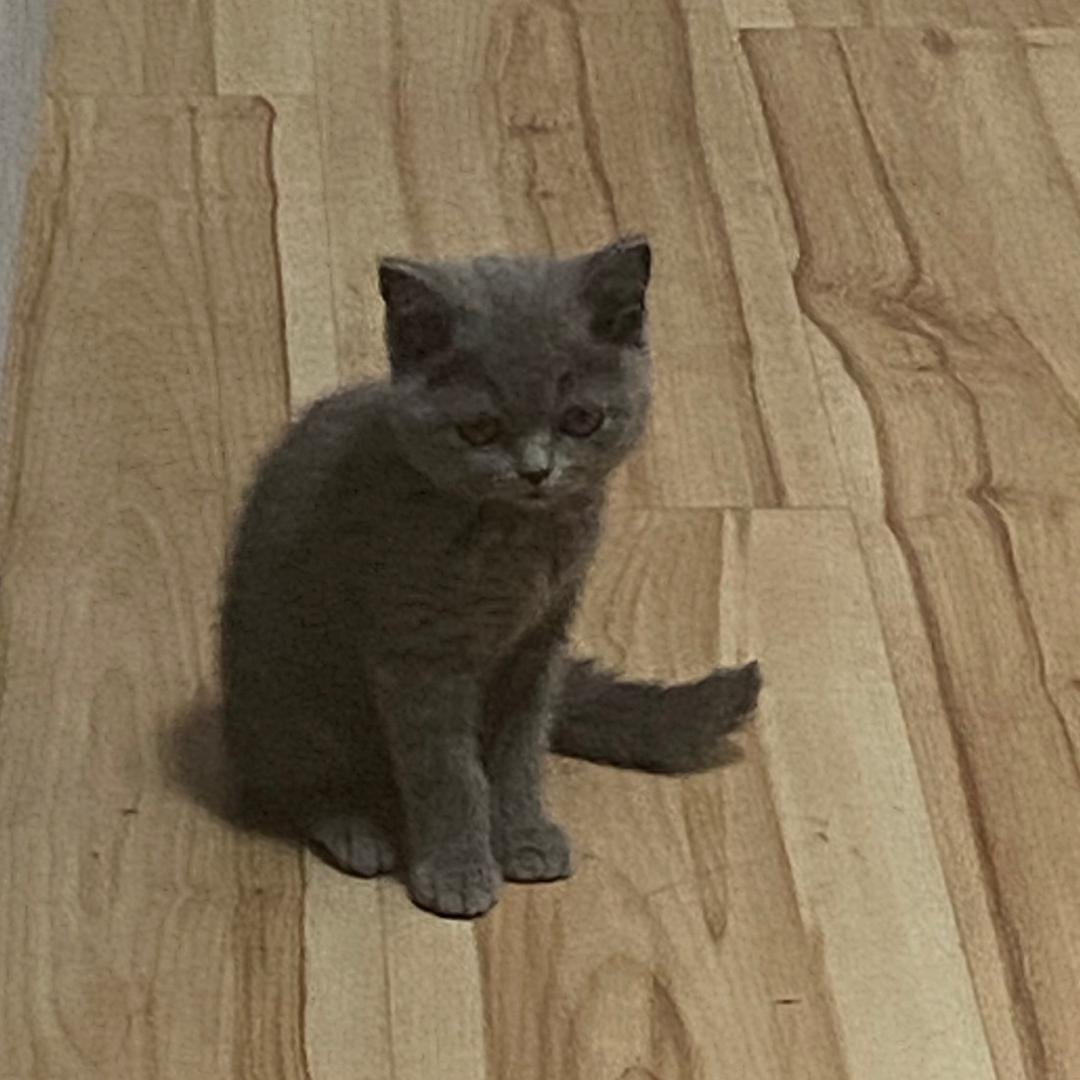 郑方体（见过草东版）