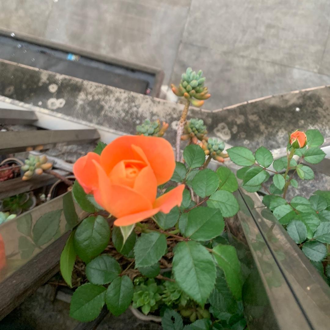 荔枝园 一糯（郑枝粉丝团后援）