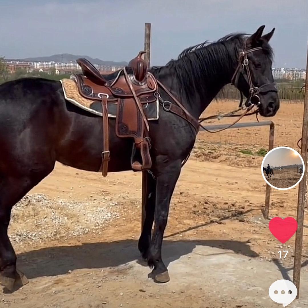 文登山猫国际俱乐部