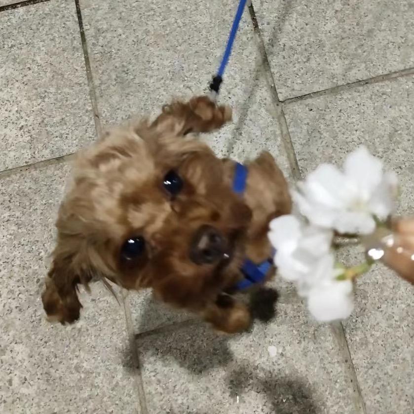 拽拽是笨蛋小狗🐕