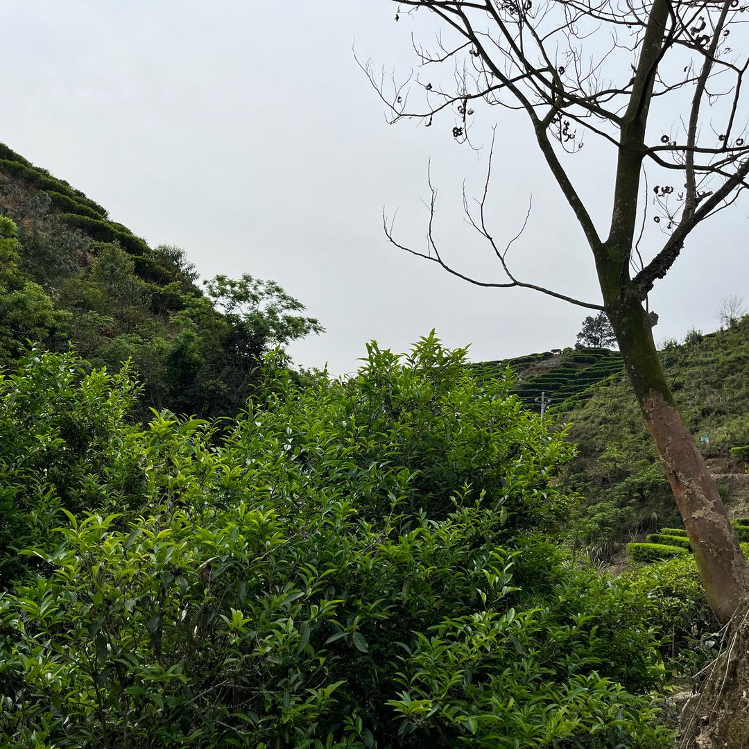 绿叶