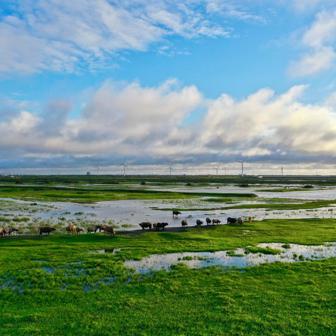 马踏飞浪海骑，马良（万亩生态草原）新场地