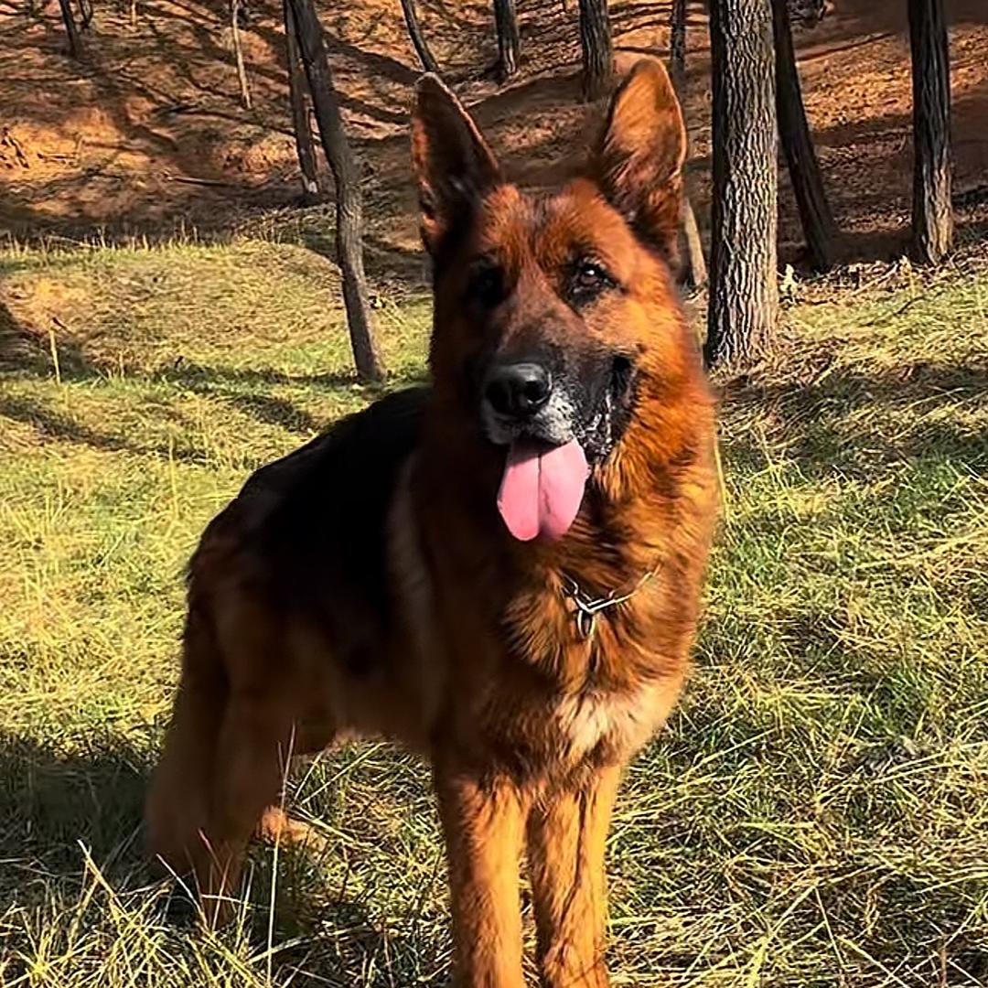 黎都缘犬舍（直播号）