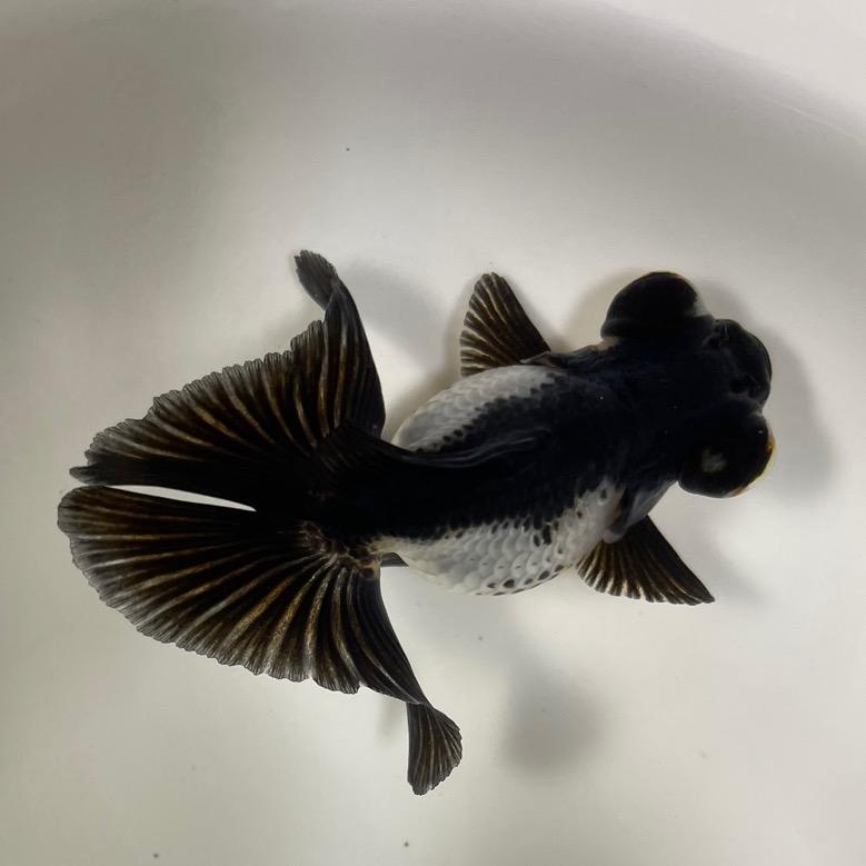 蓝泰观赏鱼