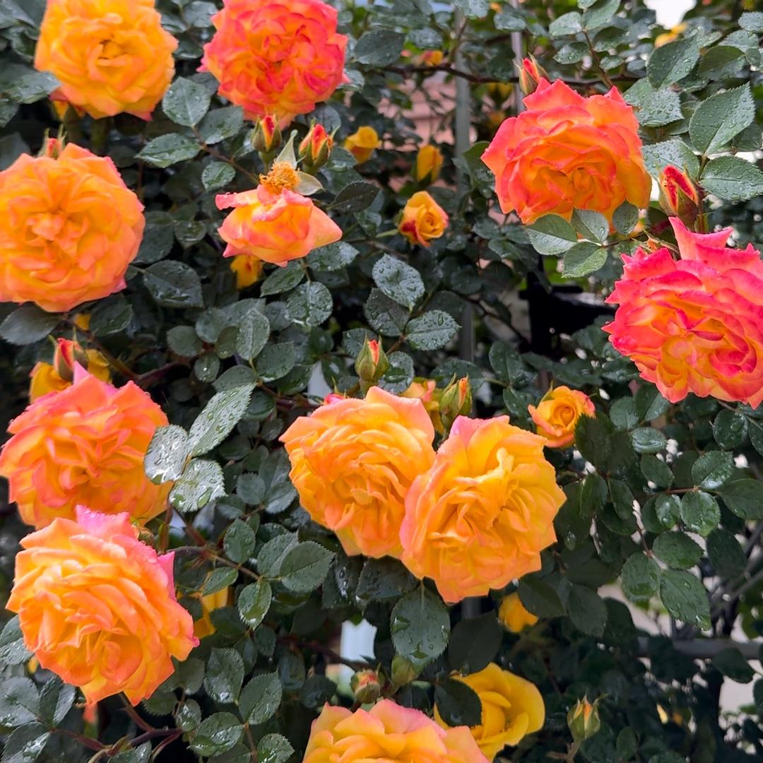 于飞爱养花🌸