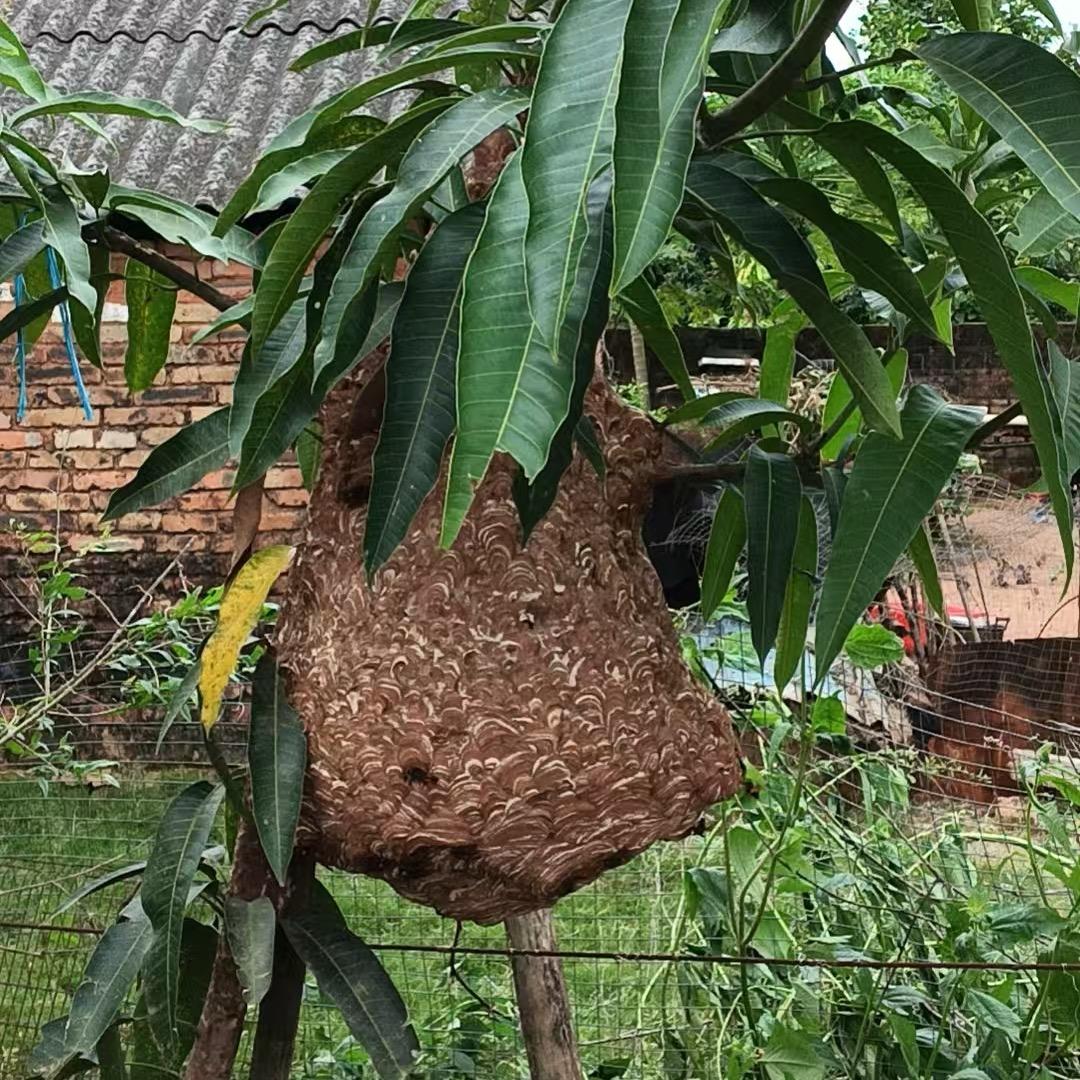 小福户外诱蜂
