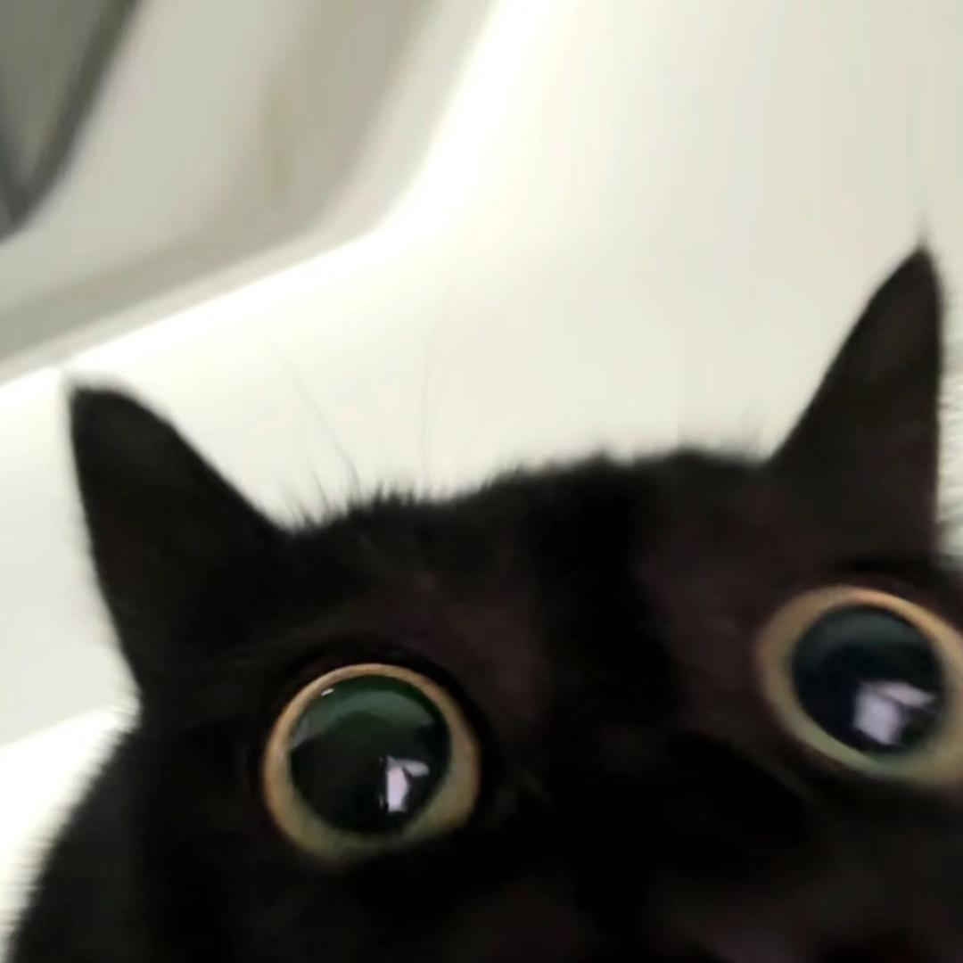 树上猫ovo