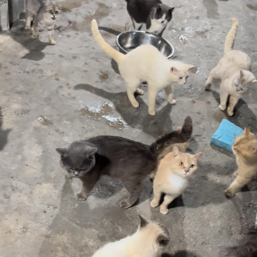 流浪猫小院
