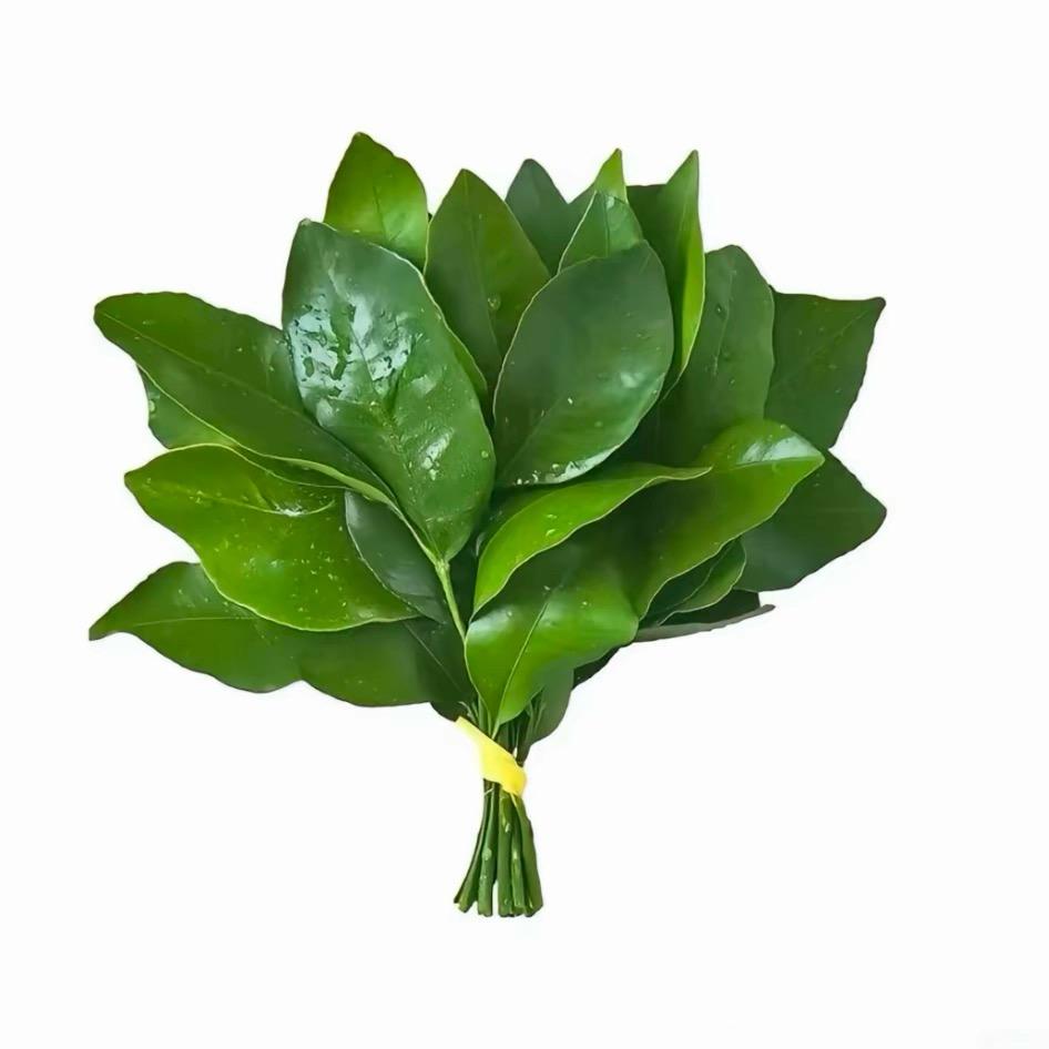 爱吃香菜🌿.