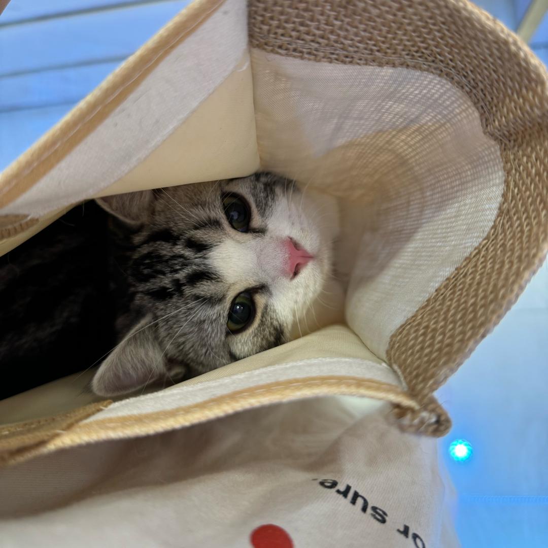 喵🐾