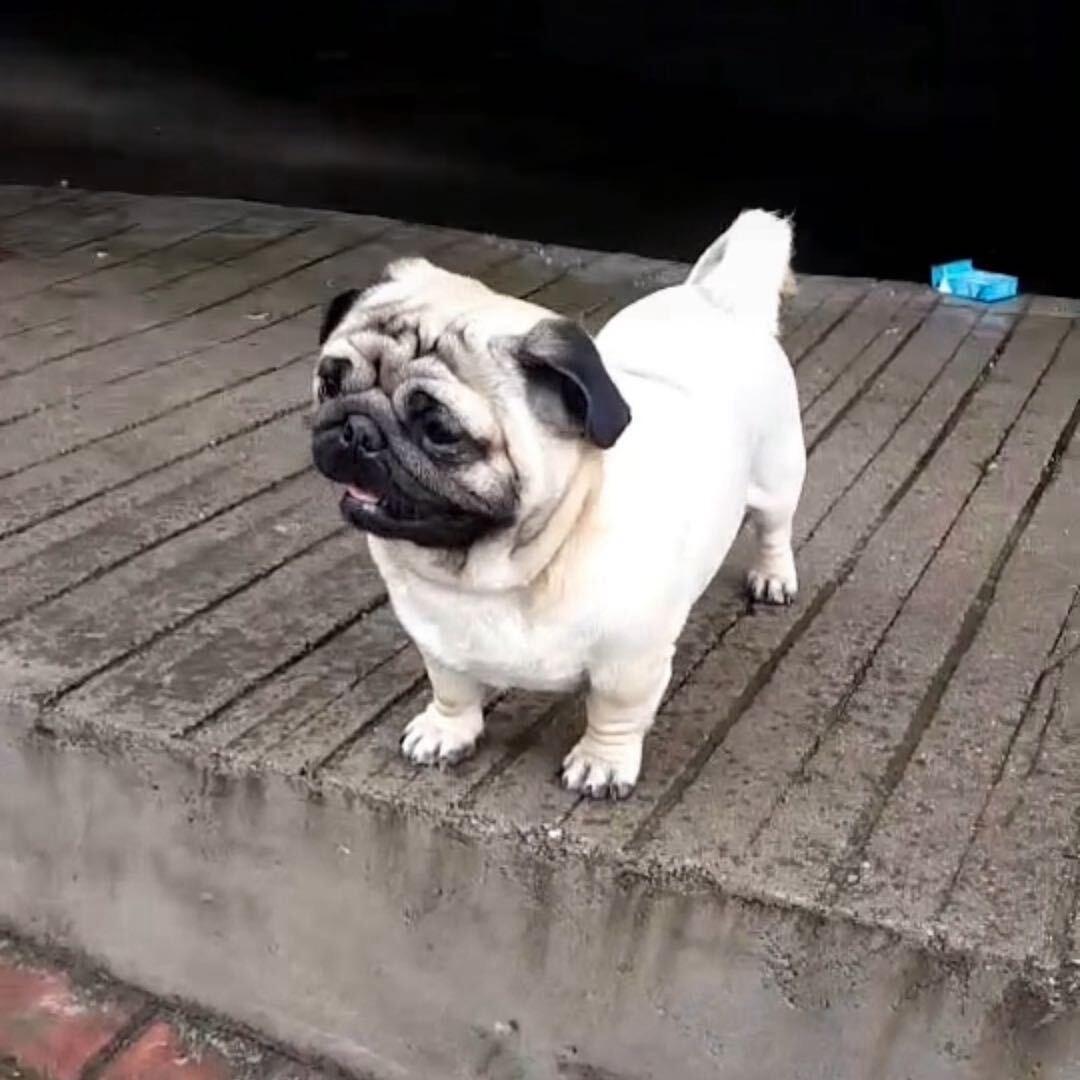 王小胖
