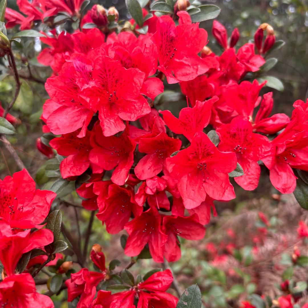 花桐苗木