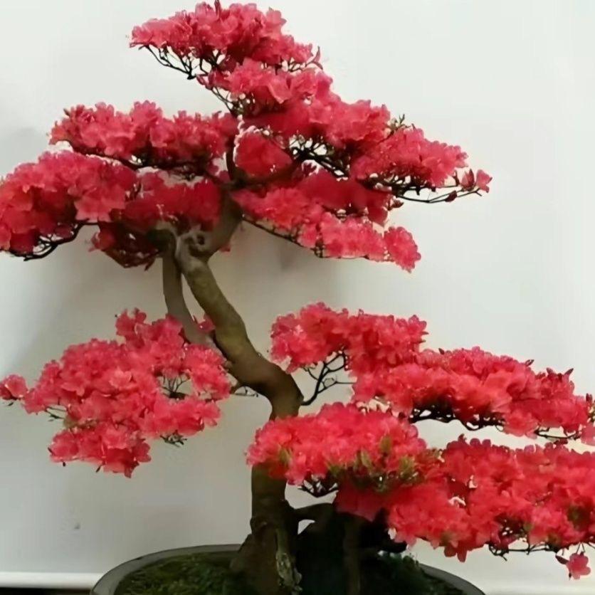 毅景轩园艺
