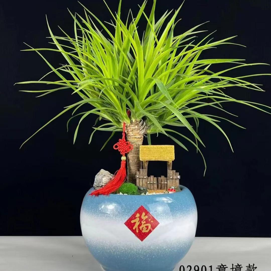 林州花卉市场温馨花园