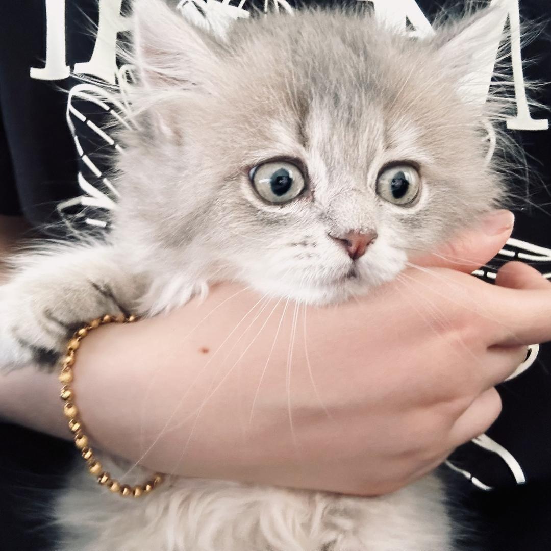 LL🐈🐈🐈.