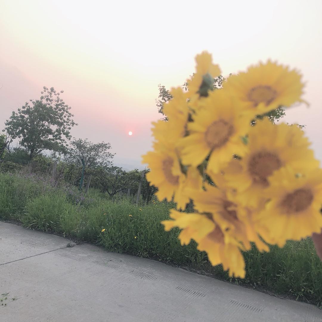 🌲浅夏诗韵