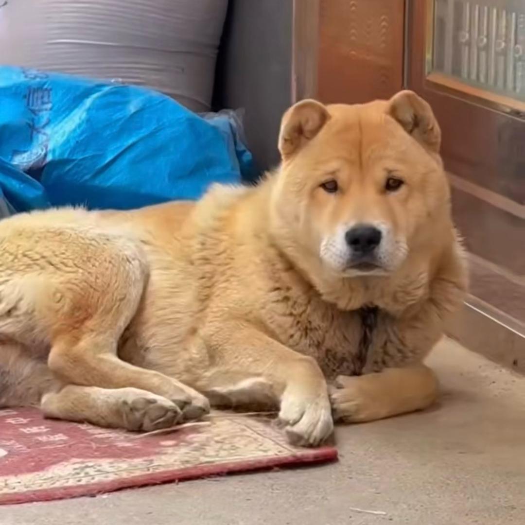 狼兵（田园犬）之家