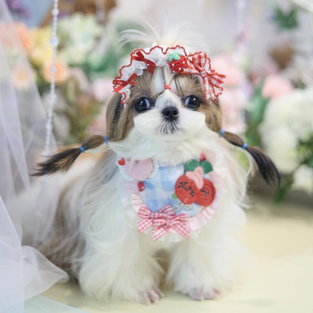 老仙女里的扛把子