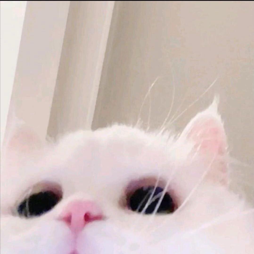 妃不妃