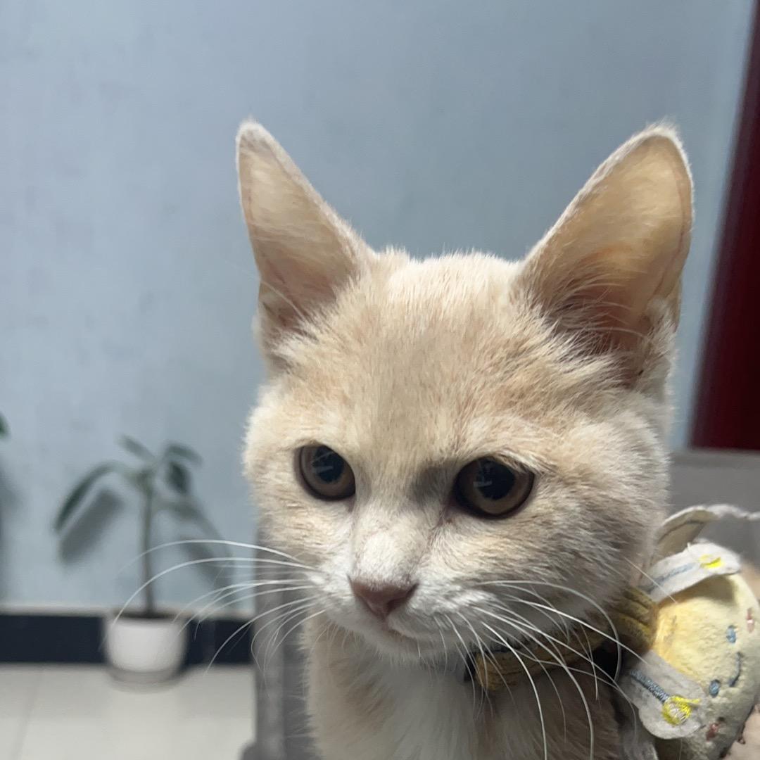 七五年的兔子🐰