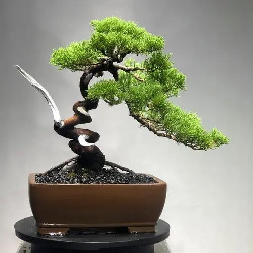 泰蕴盆景（小号）