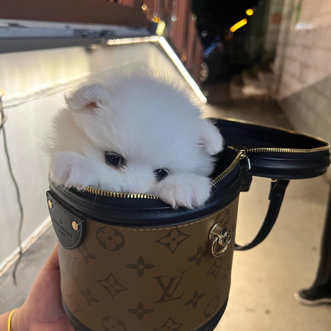 西伯利亚泰坦巨龙单手捏爆小行星