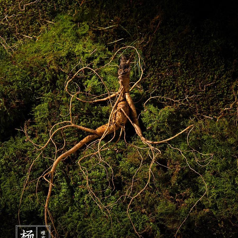 吉礼长白山参馆