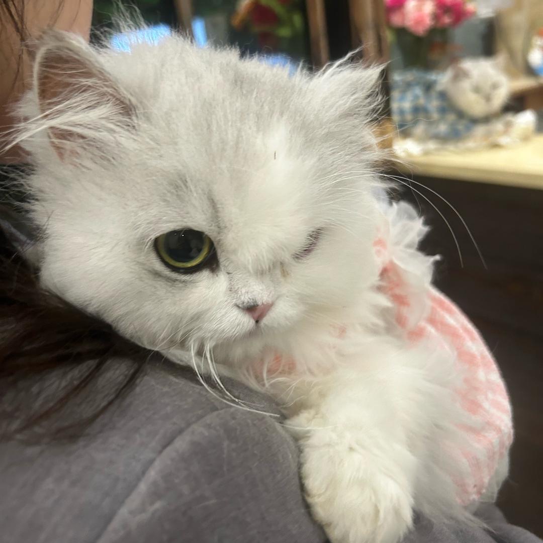忧忧