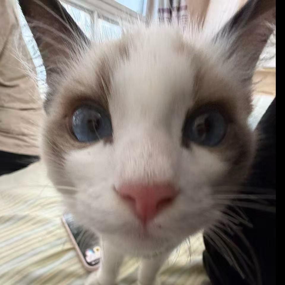 小雅