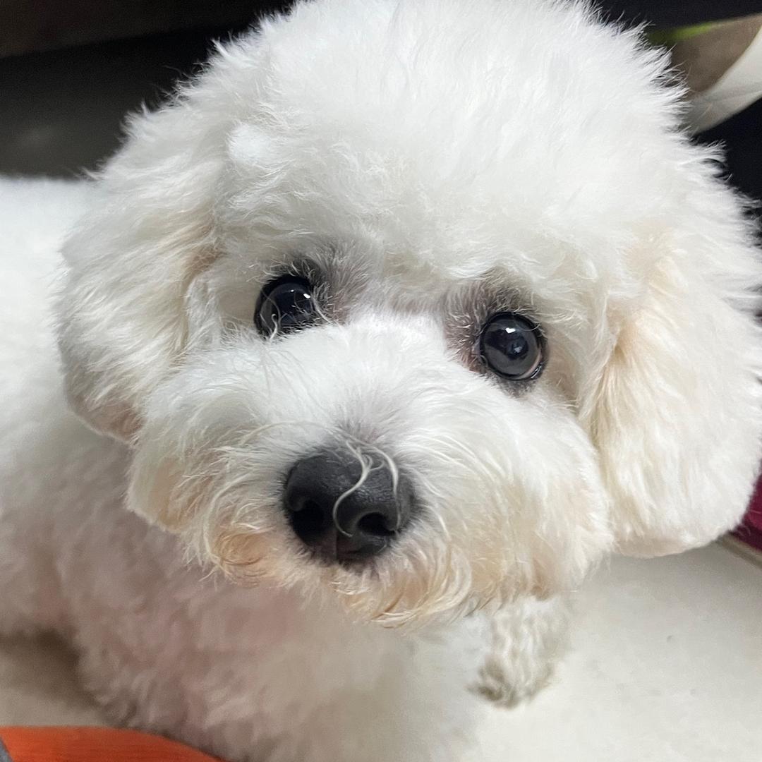 罗棣棣和李美龄🐶