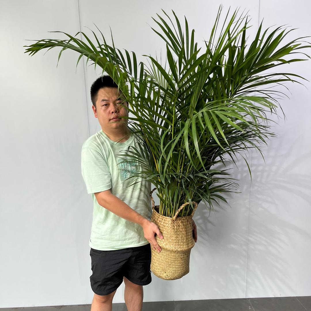 小蚂蚁绿植甄选