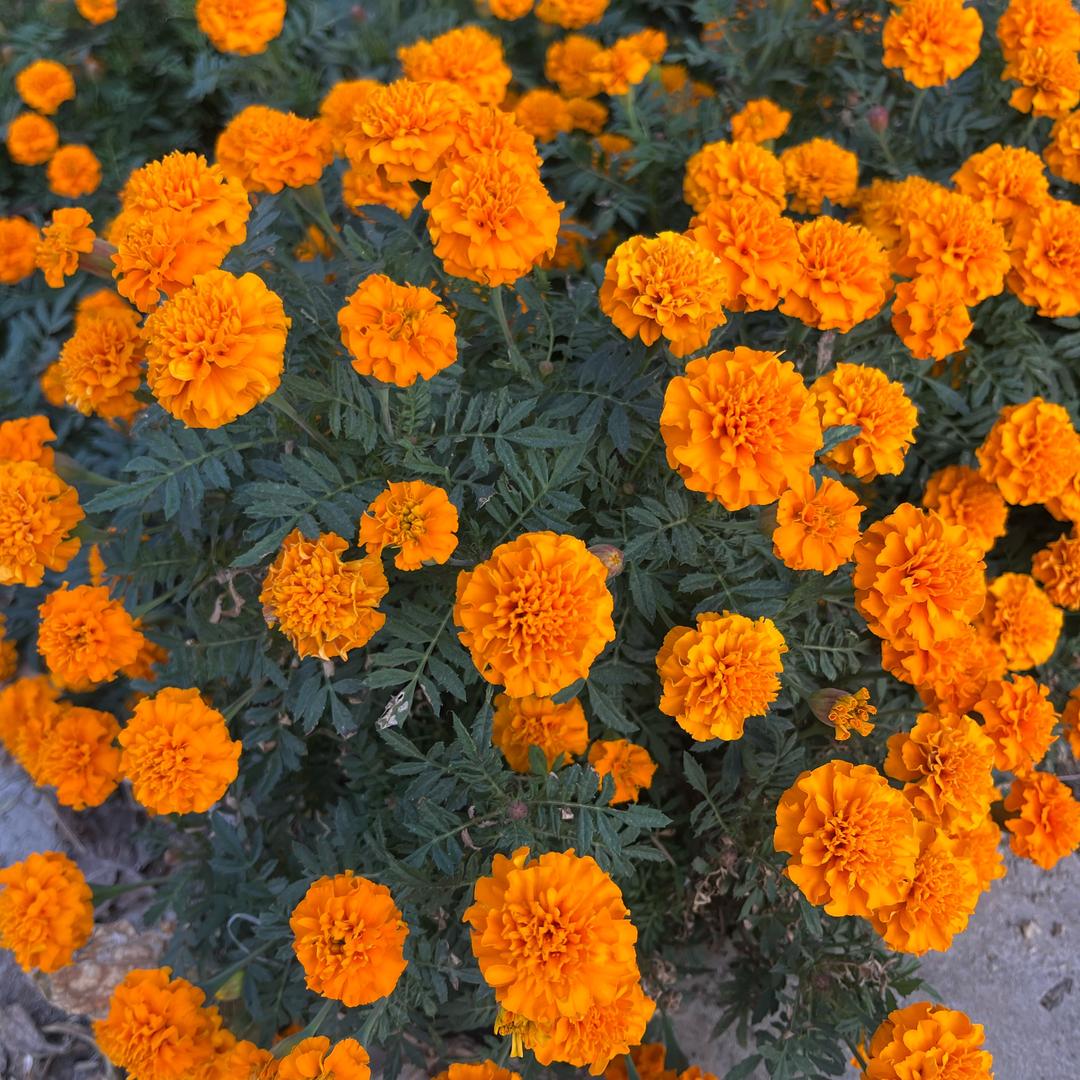 ☘️一笑而过☘️