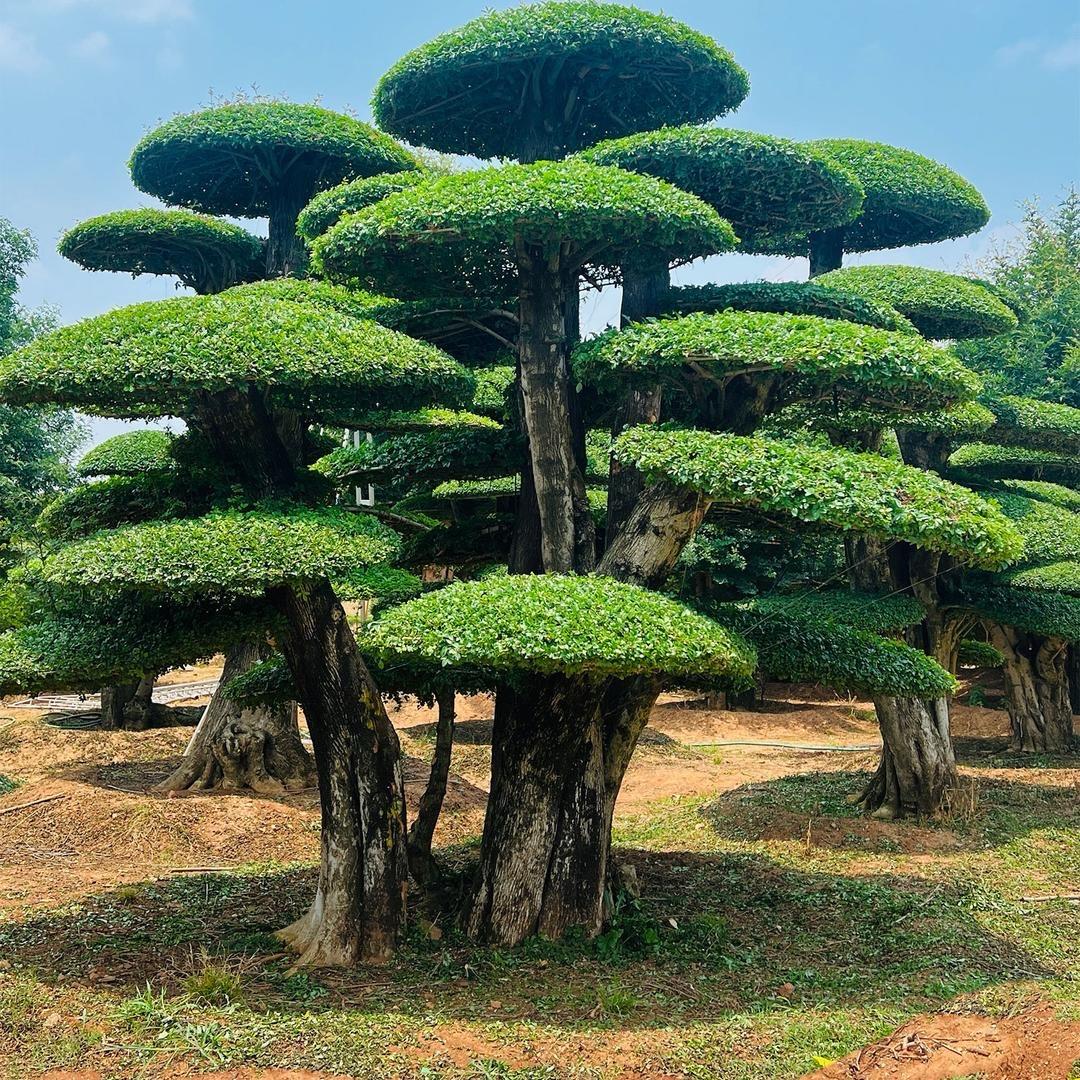 种一颗对节白蜡