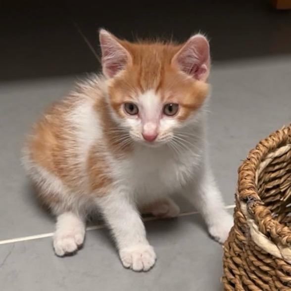 糖果是只橘猫