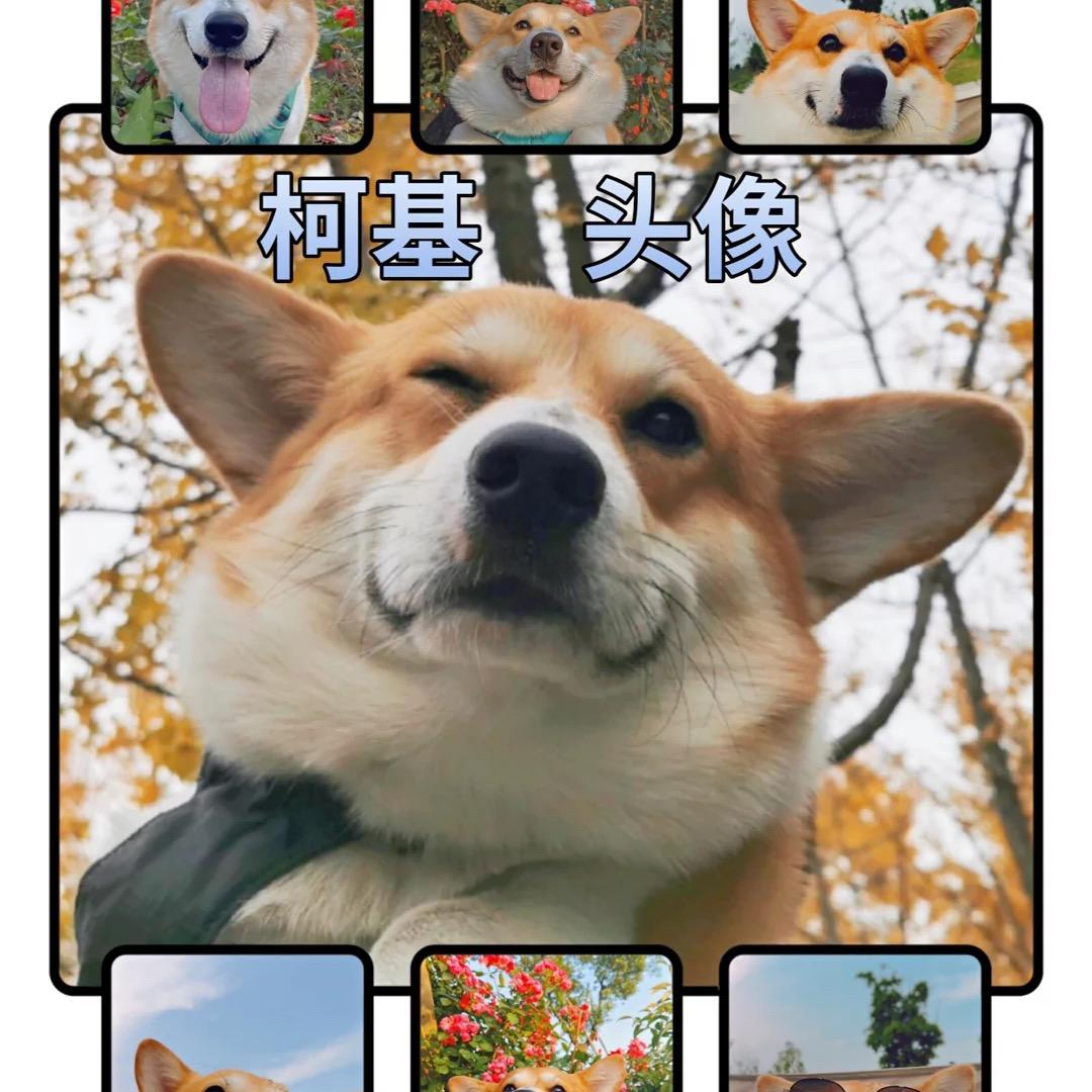 大毛粑粑