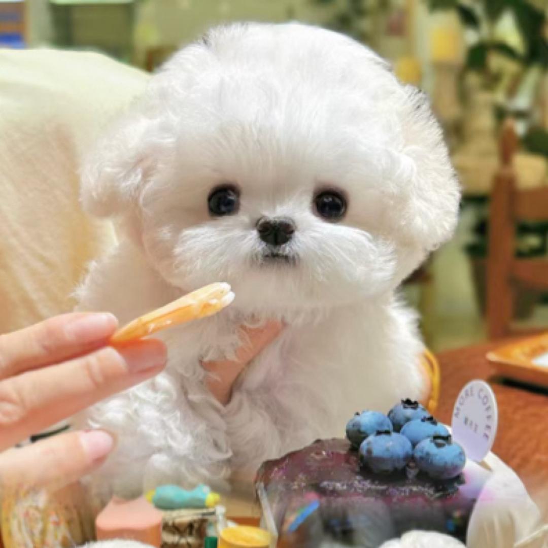 一波萌宠来袭
