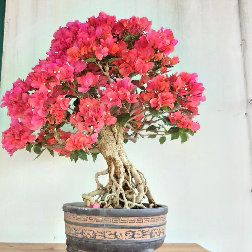 纤娇百魅花卉