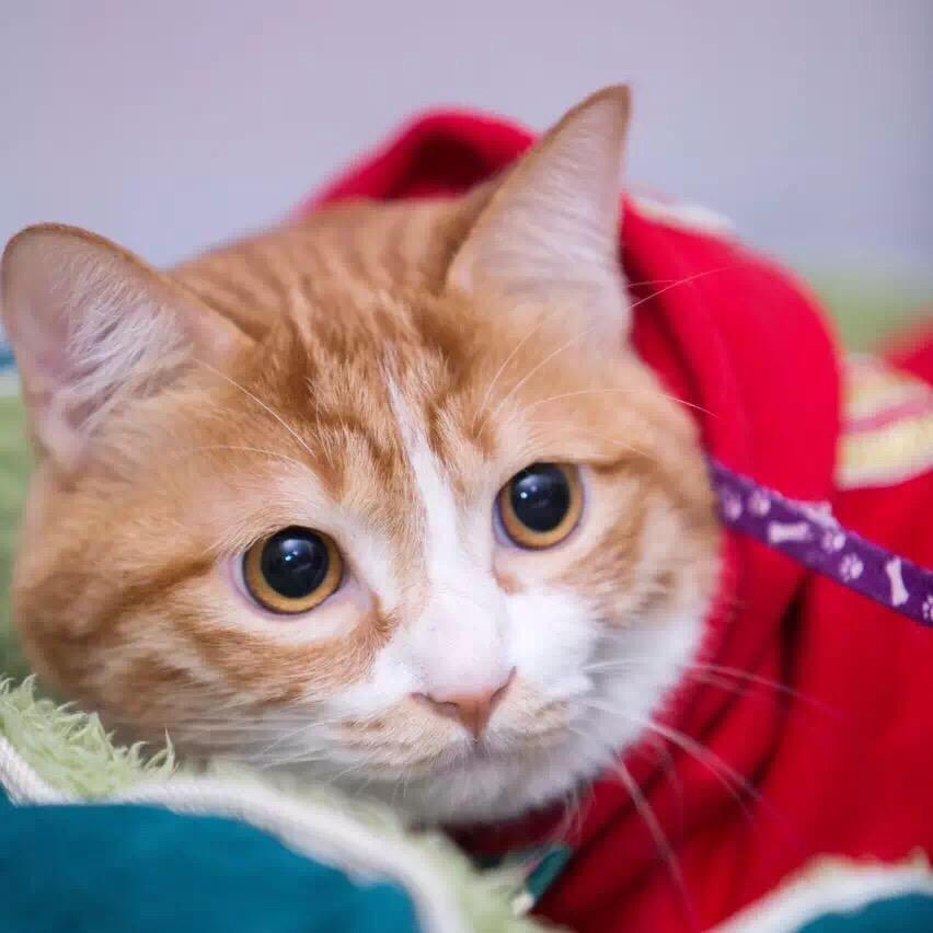 是44呀🐱头像