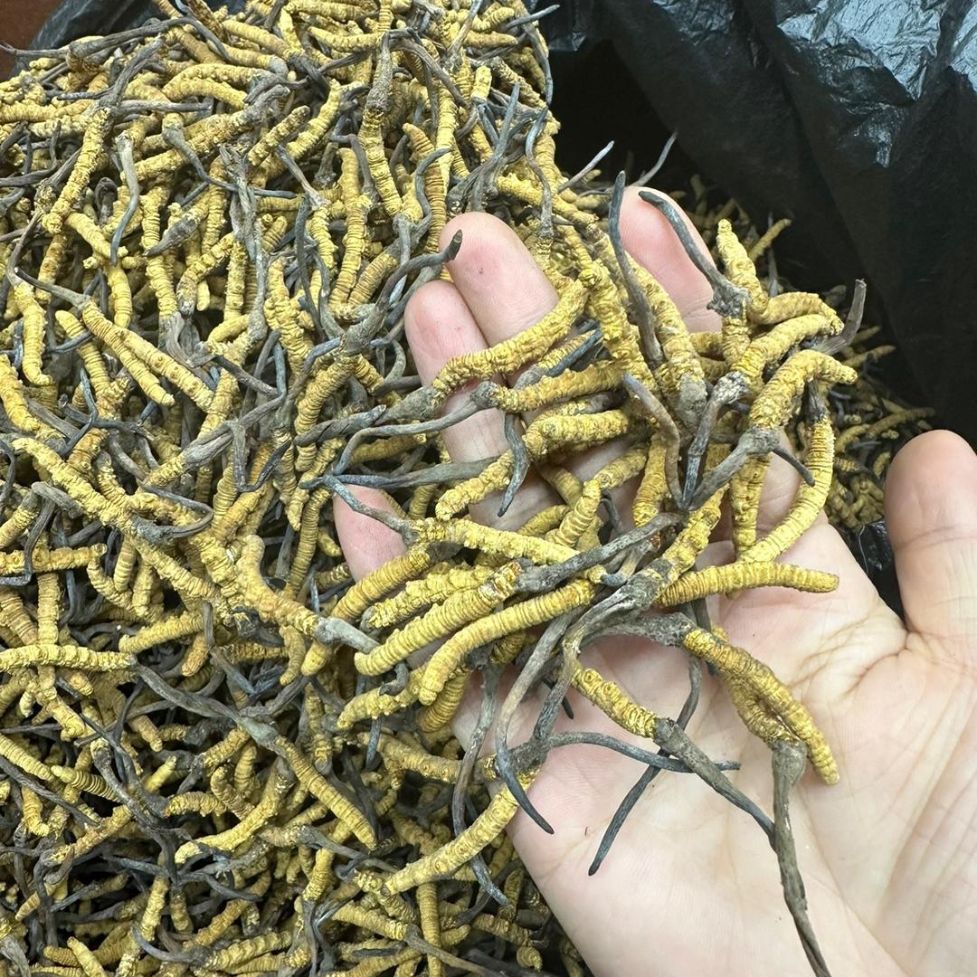野外培育虫草批发