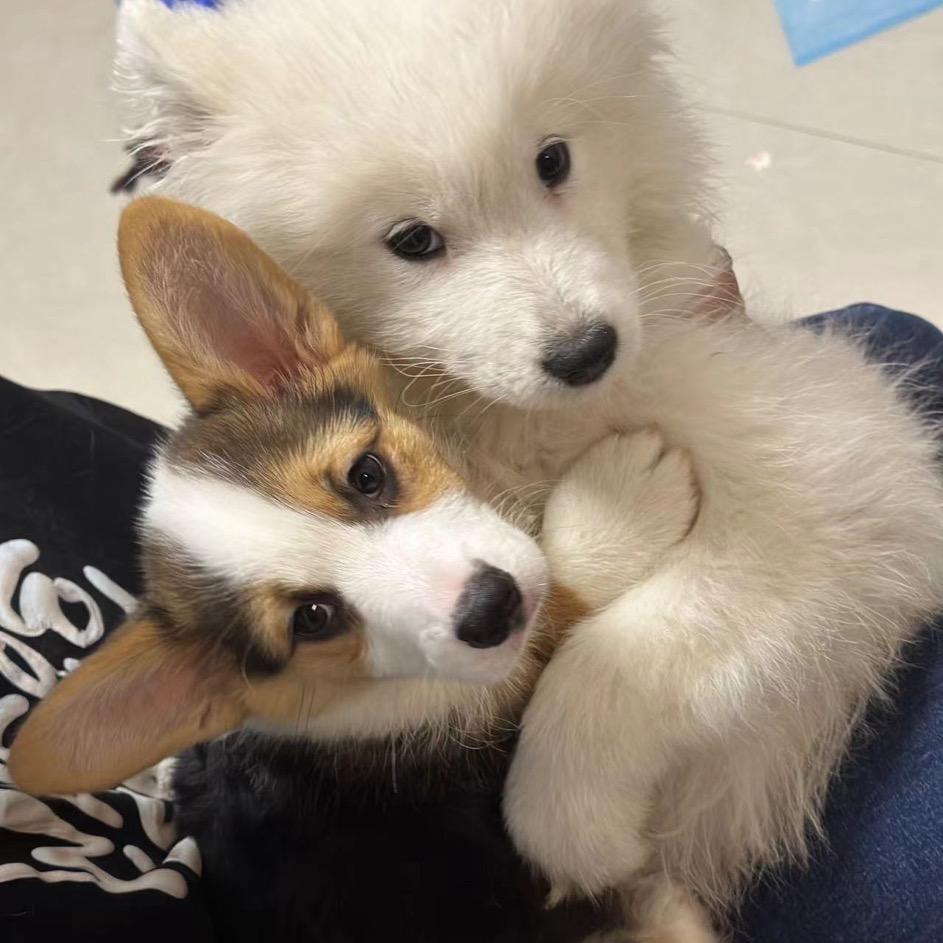 六六花花🐾