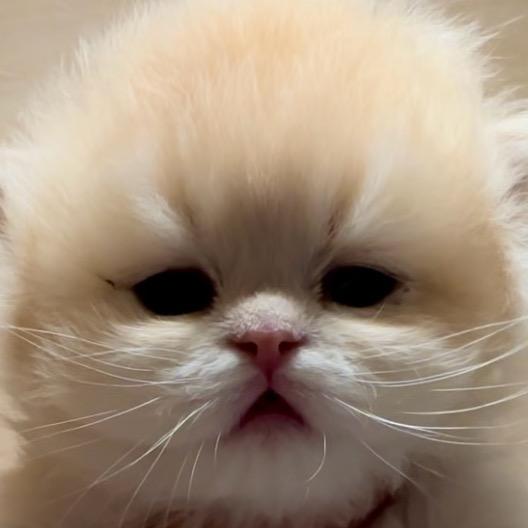 猫¥好色（专注渐层稀有色繁育）