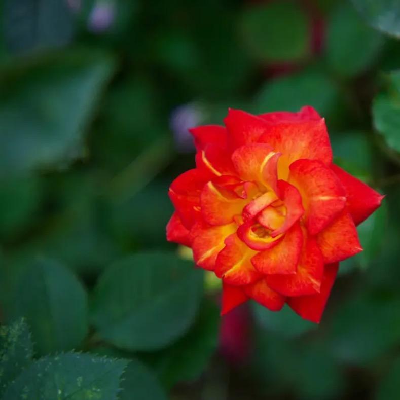 爱的告白真的想你