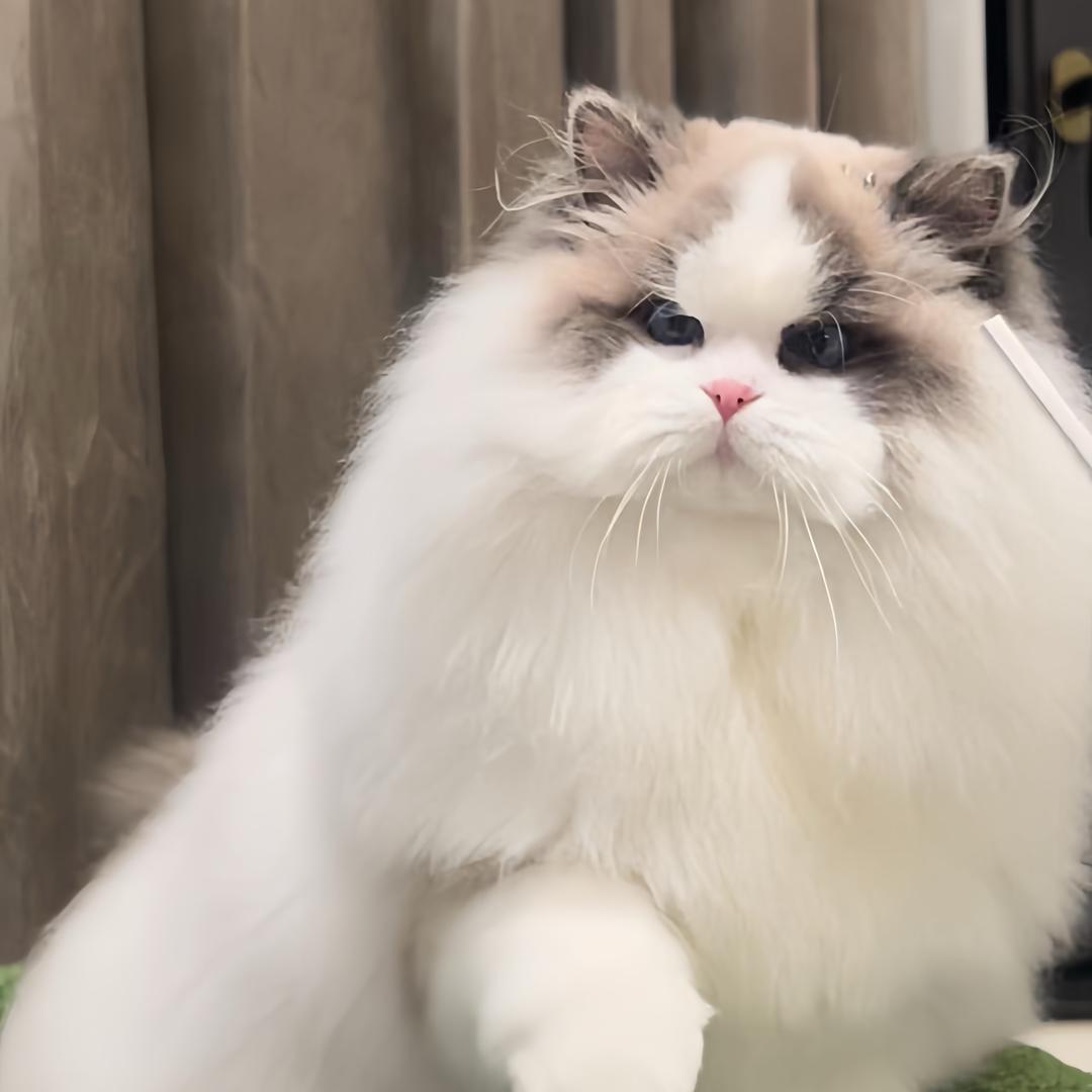 珈尔布偶猫
