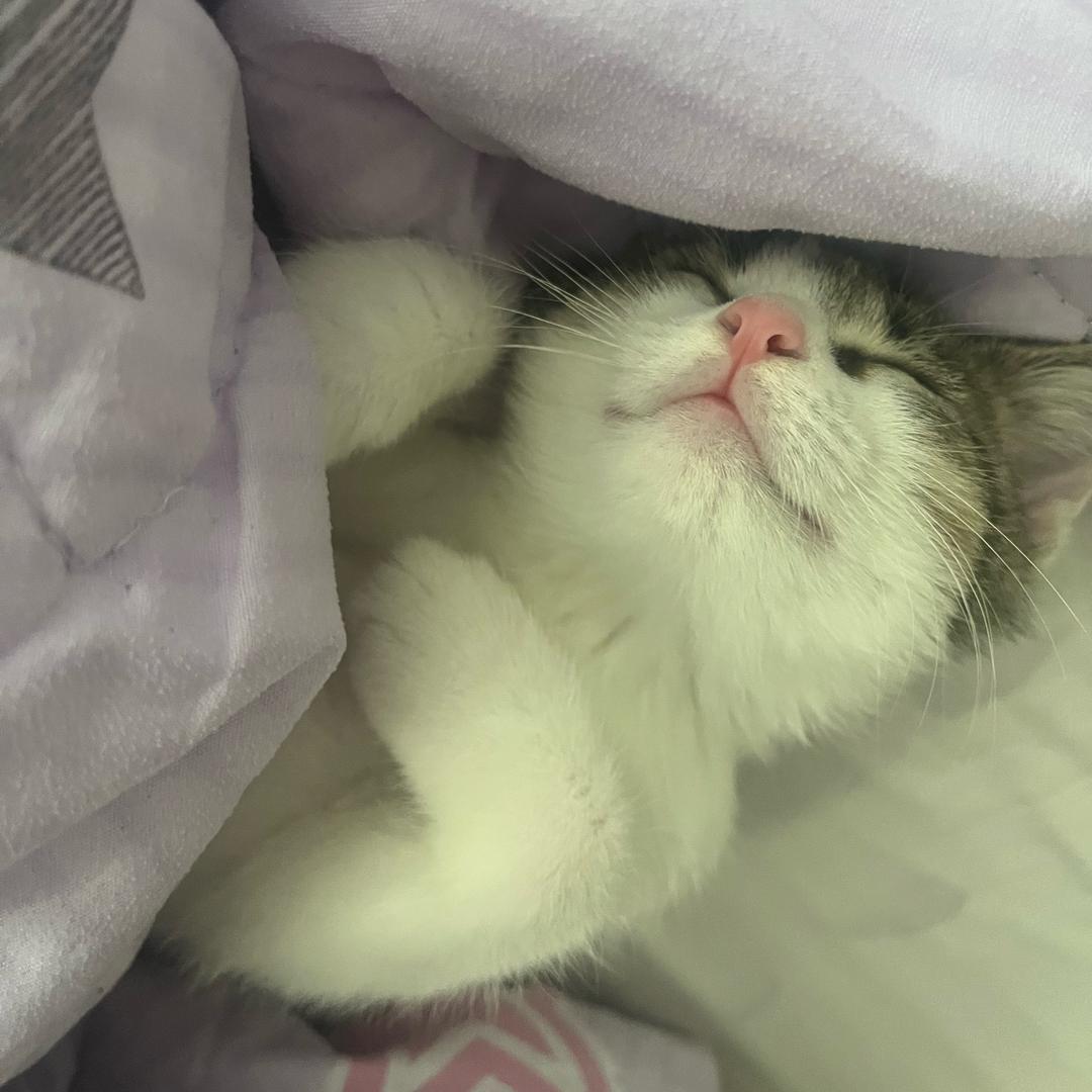 羊羊..
